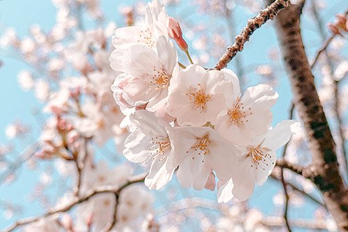 新年度が始まりました