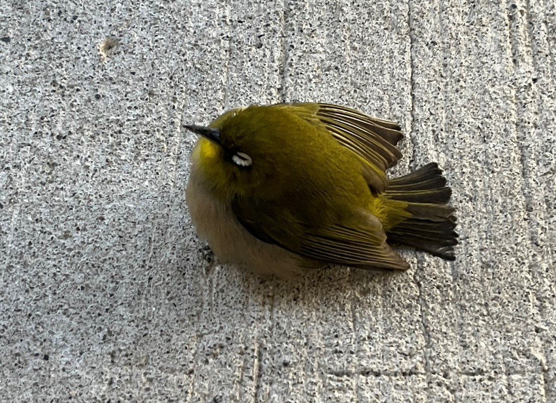 修了生が教壇デビューしました^^